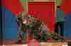 Bunter Abend 2007-122