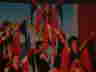 Fasnet-Samstag 2005-230