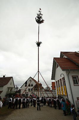 Narrenbaum31